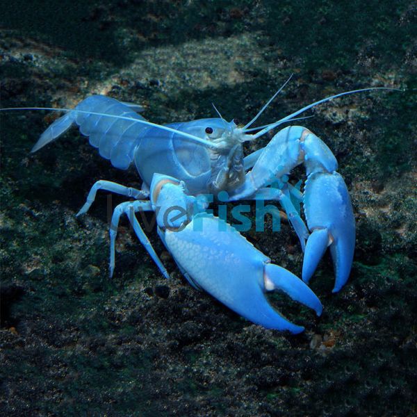Electric Blue Yabby 5cm