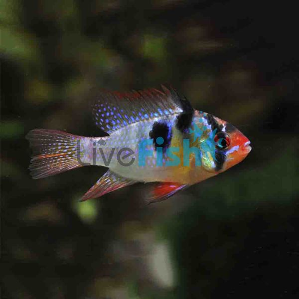 Blue Ram 4cm