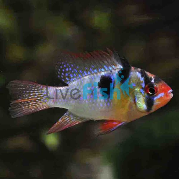 Blue Ram 6cm