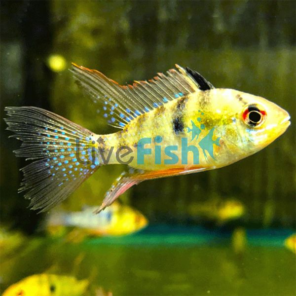 Blue Ram Longfin 5cm