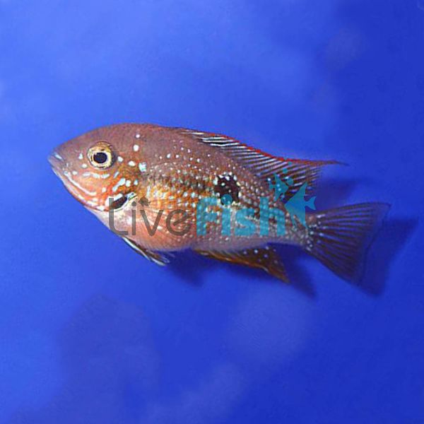 Blue Spangled Firemouth Cichlid 3.5cm