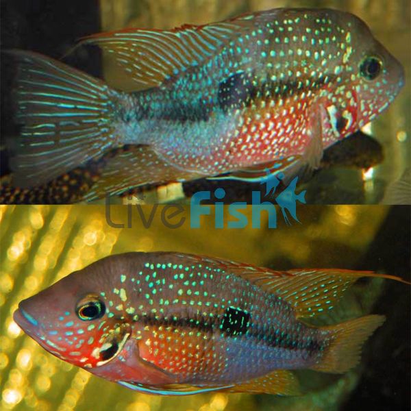 Blue Spangled Firemouth Cichlid 5cm