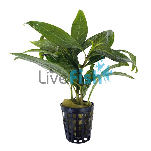 Blue Stricta - Emersed - Pot