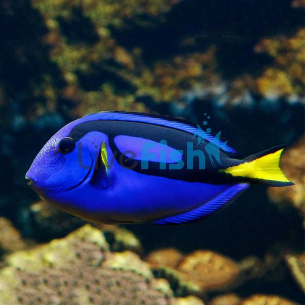 Blue Tang TIN