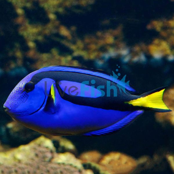 Blue Tang - Large