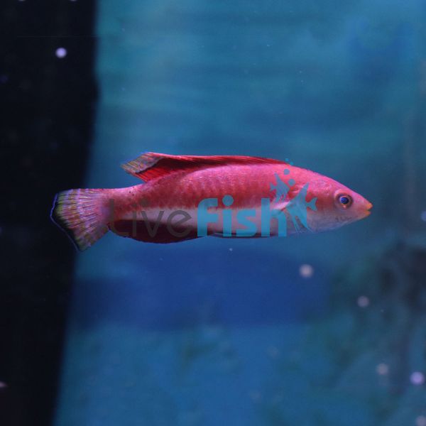 Wrasse Blue Throated Fairy - Medium