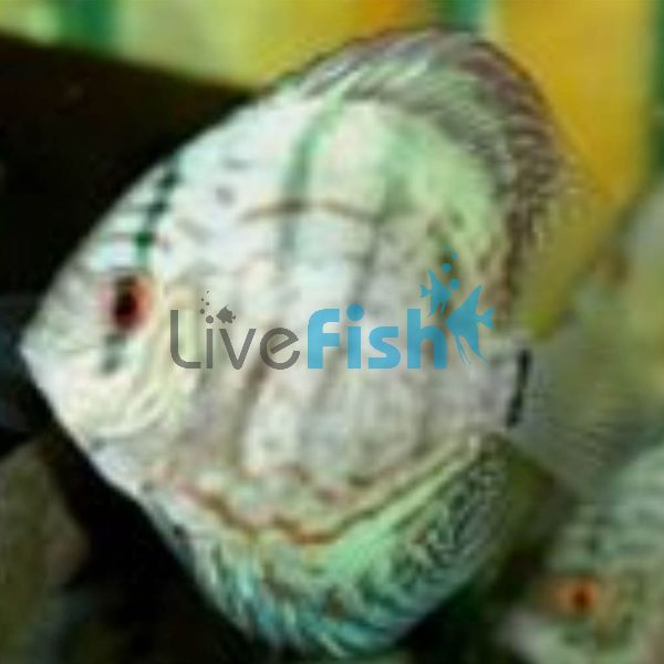 Blue Turquoise Discus 9cm