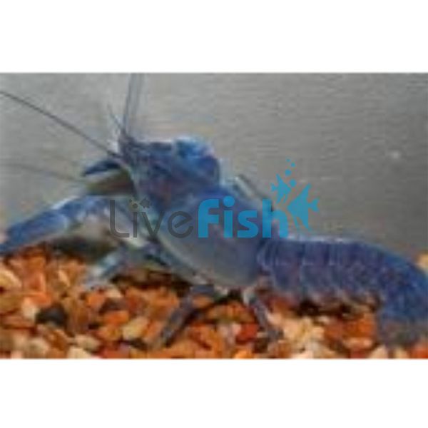 Blue Yabbies 5cm