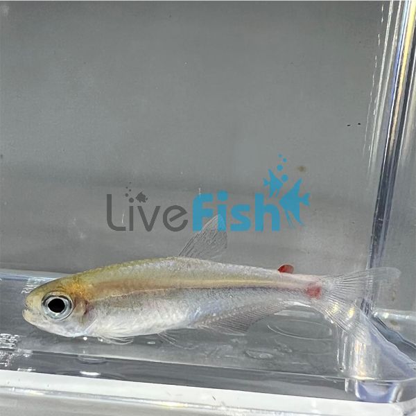 Blueberry Tetra 4cm