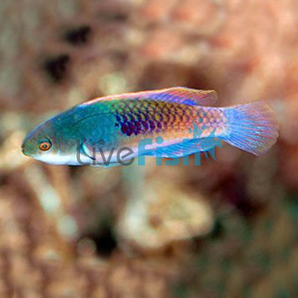 Blueside Fairy Wrasse - Small