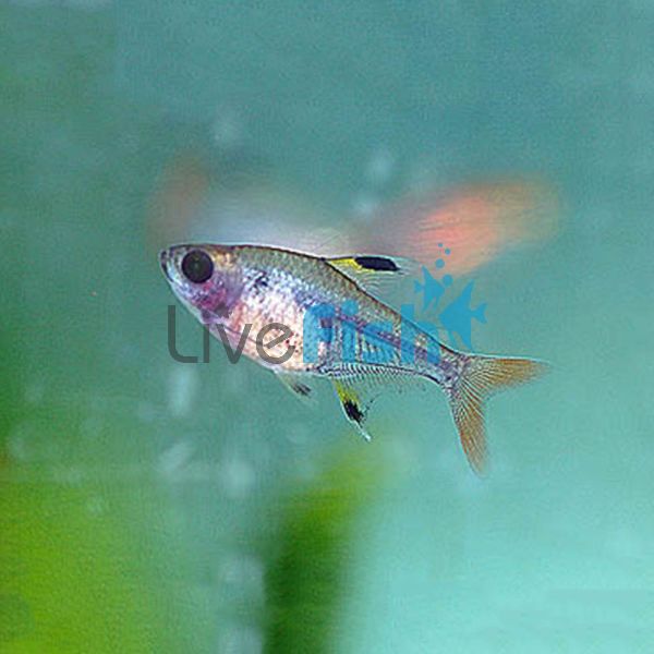 Pristella Blushing Tetra 3.5cm