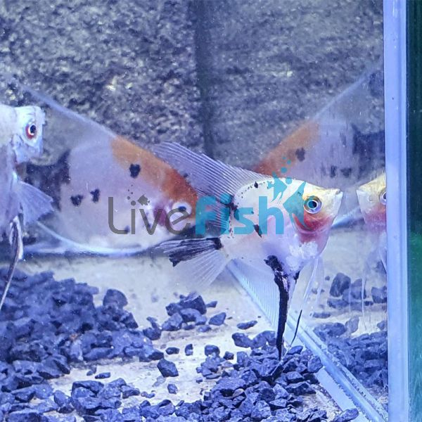Blushing Red Koi-Sunset Angel 4.5cm