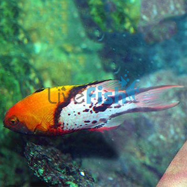 Lyretail Hogfish - Large