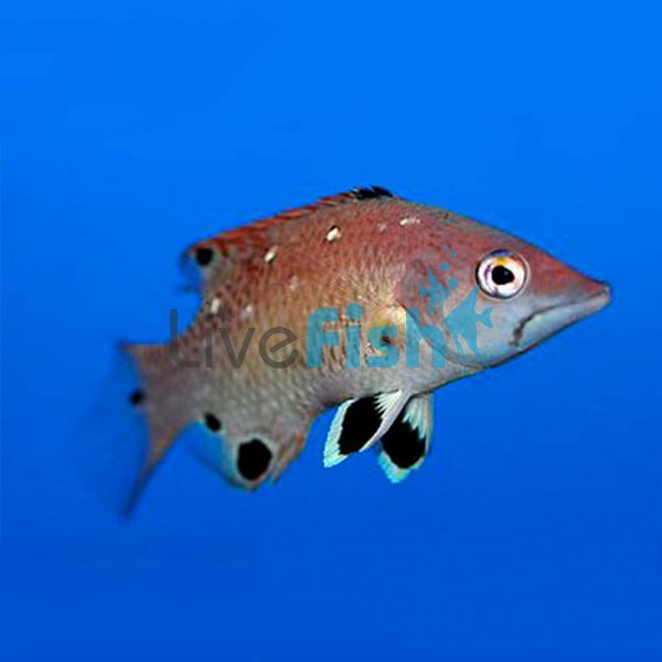 Diana's Hogfish - Medium