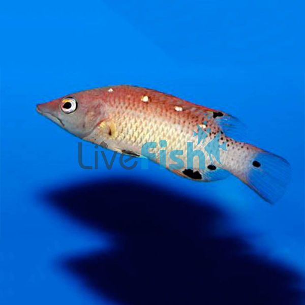 Diana's Hogfish Adult - Medium
