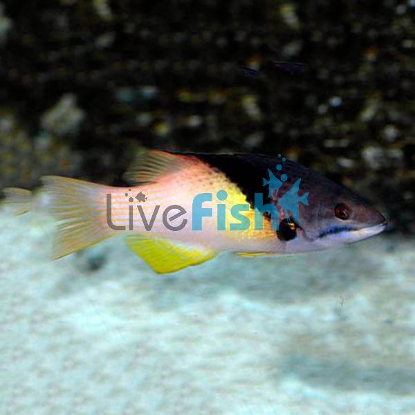 Coral Hogfish - Medium Juvenile