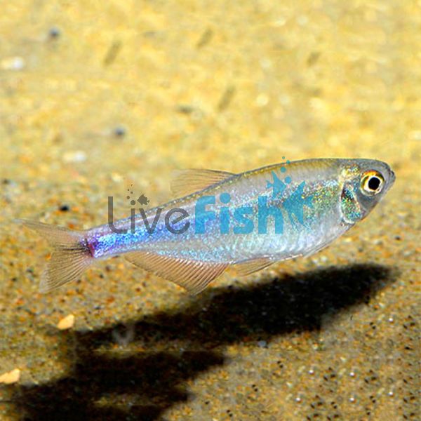 Cochus Blue Tetra 2cm