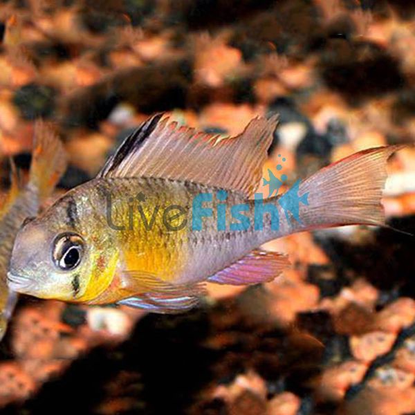 Bolivian Butterfly Cichlid 7cm