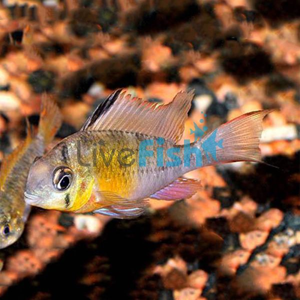 Bolivian Butterfly Cichlid 3.5cm 