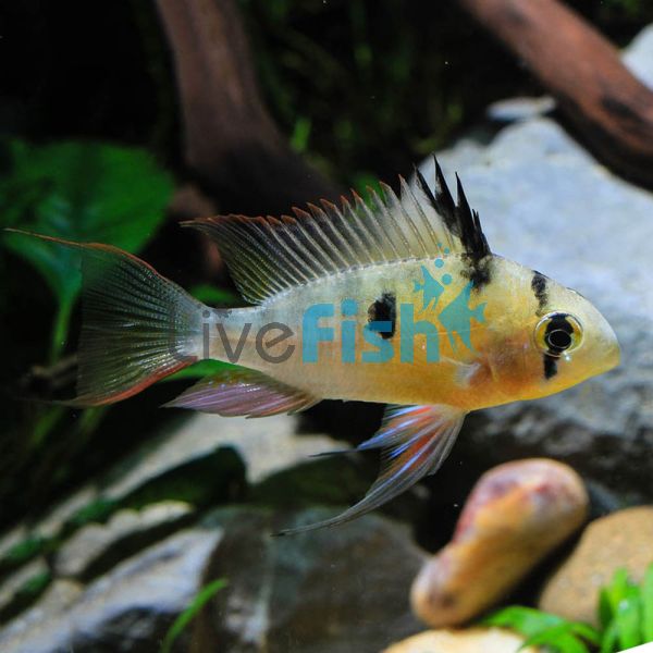 Bolivian Butterfly Cichlid 9cm