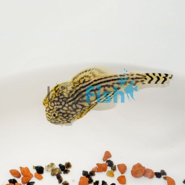 Borneo Sucker 2cm