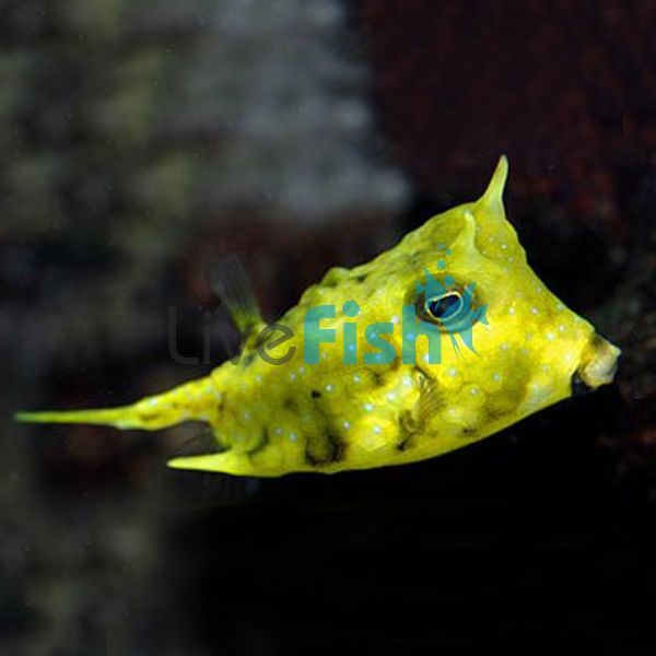 Longhorn Boxfish - Medium