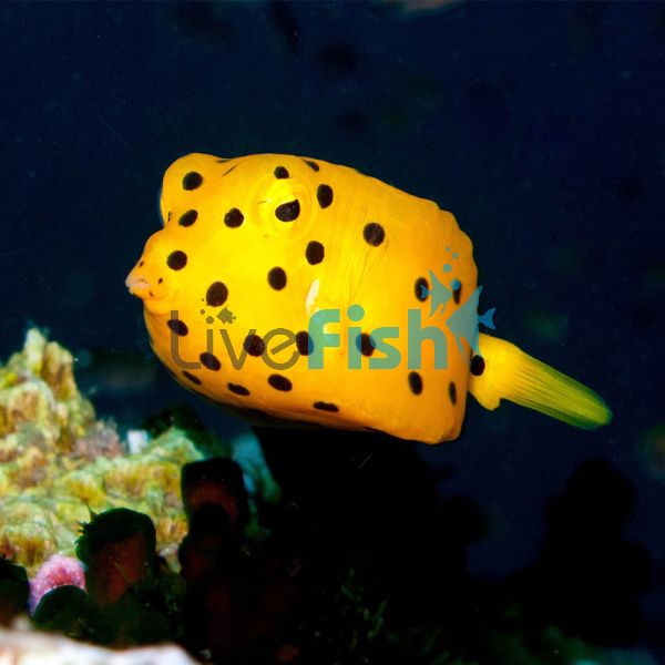Boxfish Yellow - Small