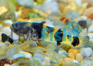 Borneo Bumble Bee Goby 2cm