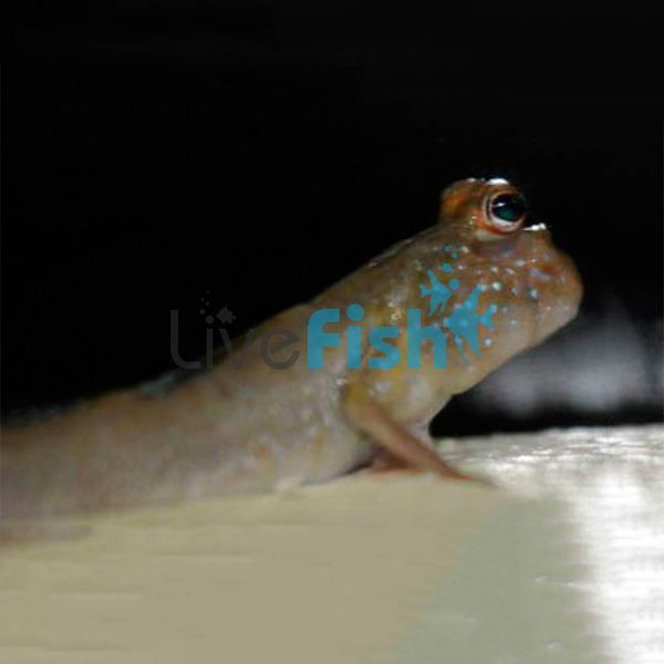 Mudskipper 4cm - Brackish