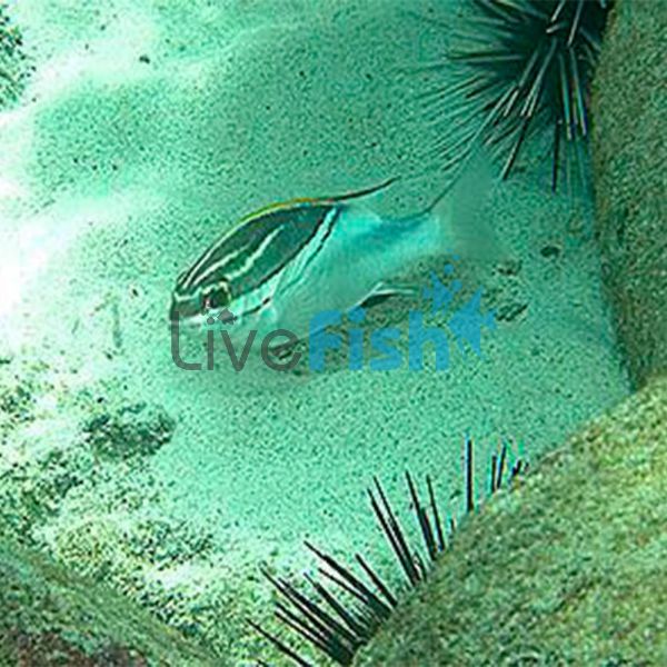 Bream - Two Lined (Yellow Form) - Medium