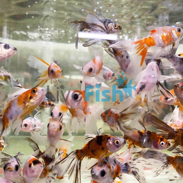 Assorted Bristol Goldfish 5cm