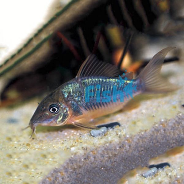 Emerald Catfish 4cm