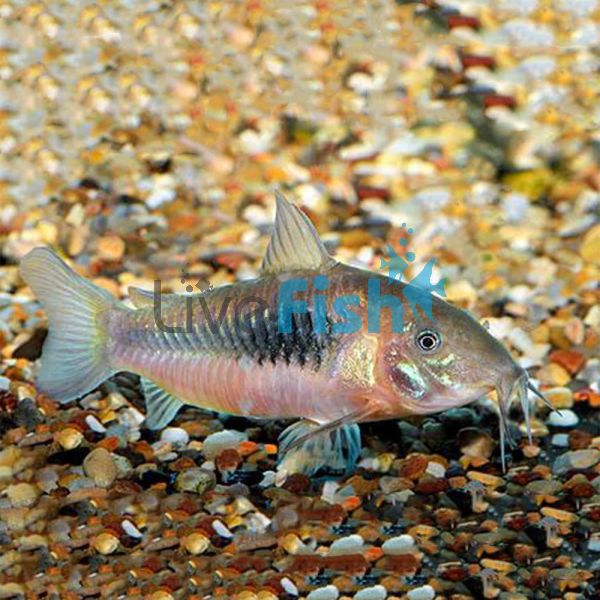 Bronze Corydoras 4.5cm