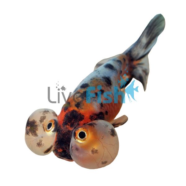 Bubble Eye Calico 12cm