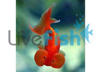 Assorted Bubble Eye Goldfish 12cm