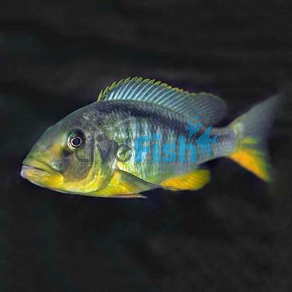 Chilotilapia Rhoadesii 5cm