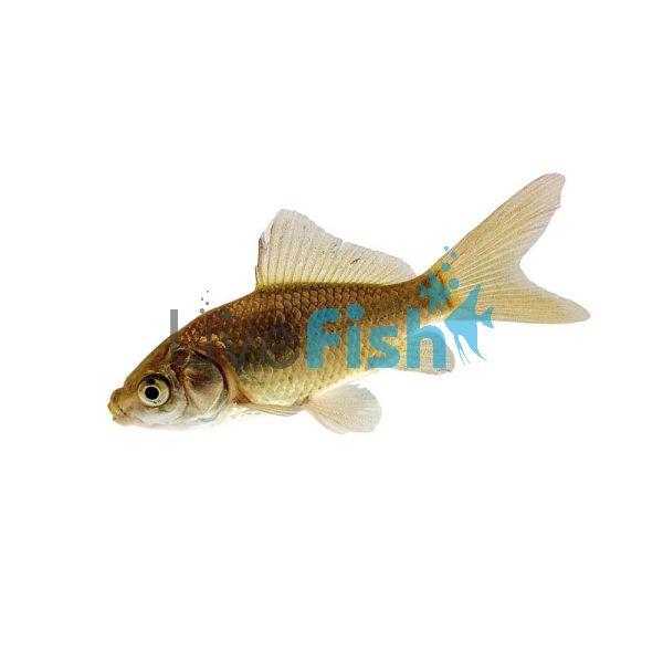 Uncoloured Goldfish 3cm