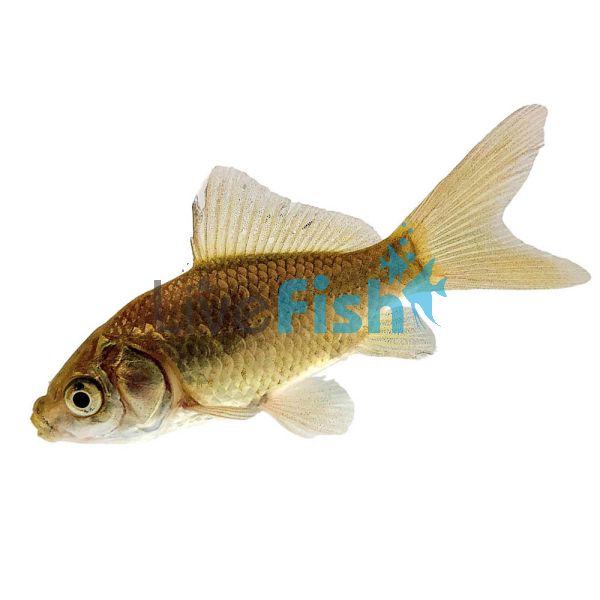 300 x Feeder Goldfish (4-5cm)