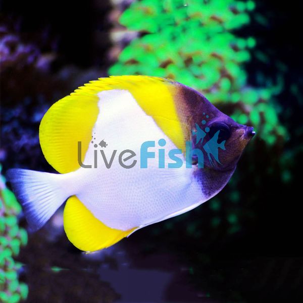 Pyramid Butterflyfish - Medium