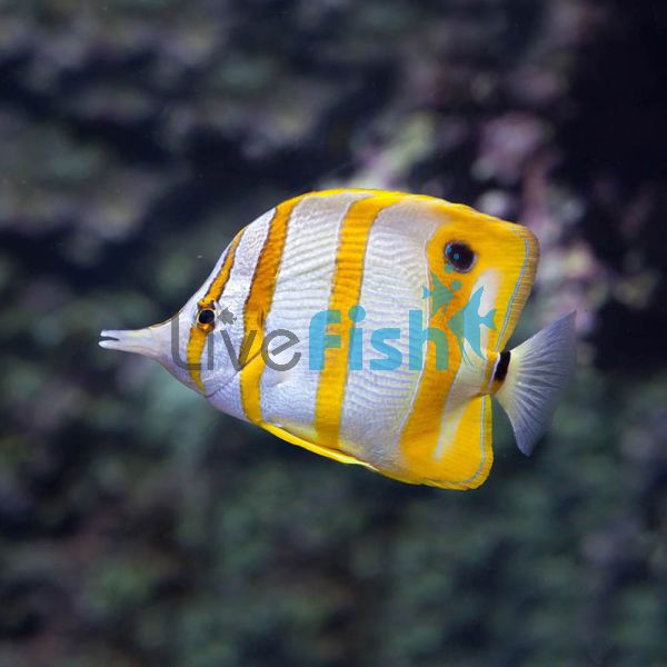 Copperband Butterflyfish- Small 