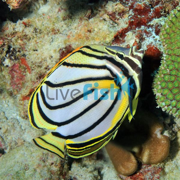 Butterflyfish Scrawled - Medium
