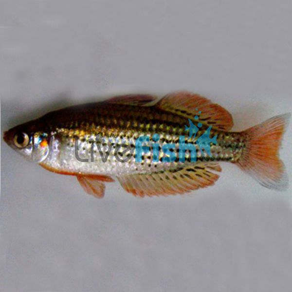 Cairns Maccullochi Rainbow - Eubanangee Swamp 3.5cm