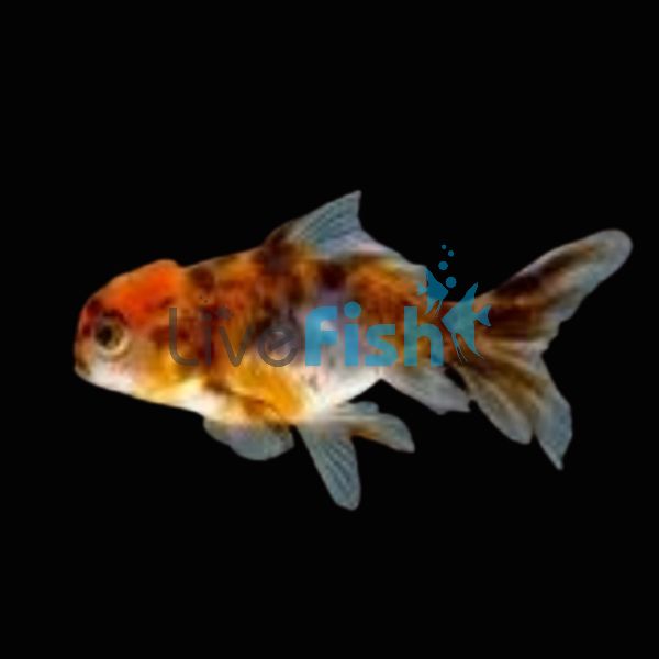 Calico Oranda 5cm