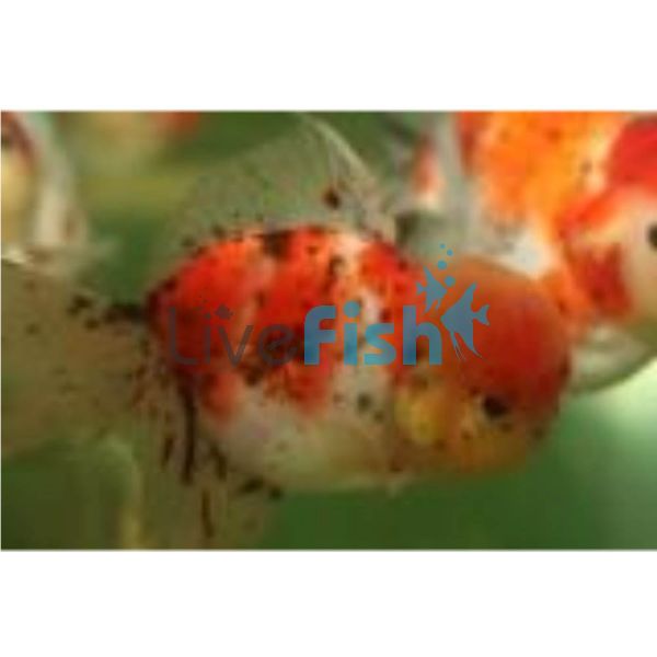 Calico Oranda 9cm