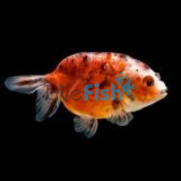 Calico Ranchu 15cm
