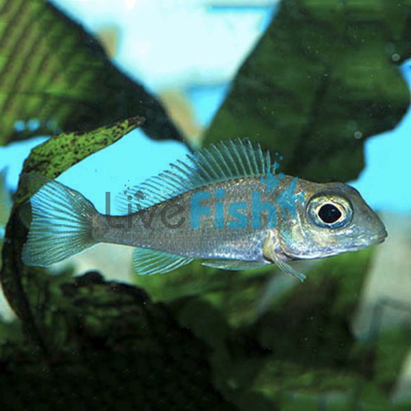 Callochromis Macrops 4cm