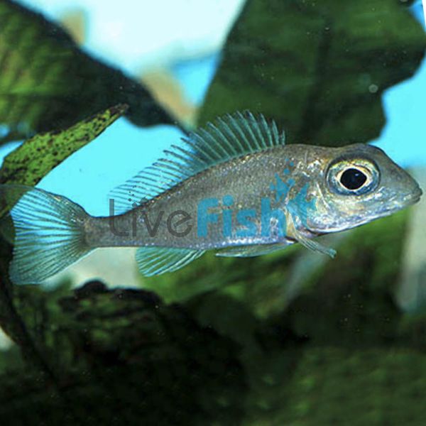 Callochromis Macrops 7cm