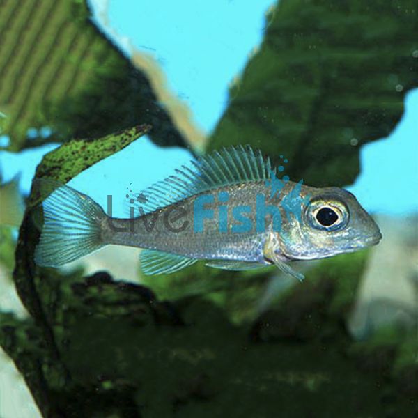 Callochromis stappersi 4cm