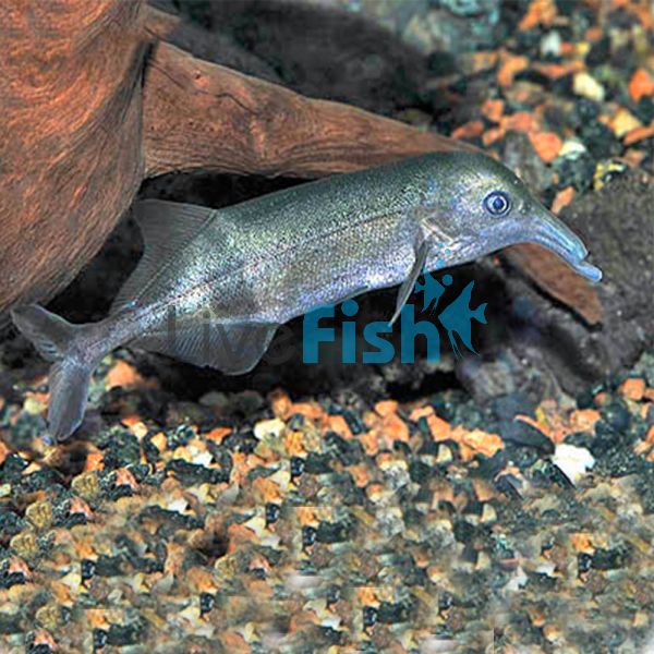 Down Poker - Wild Caught 15cm