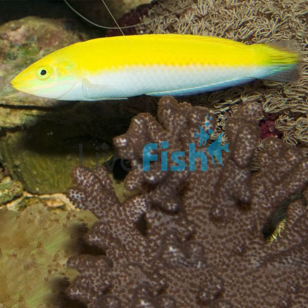 Canary Top Wrasse - Medium